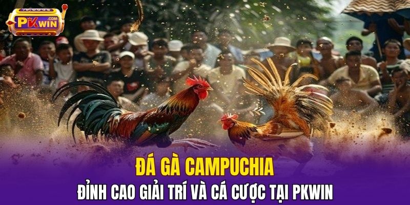 Đá Gà Campuchia – Đỉnh Cao Giải Trí Và Cá Cược Tại PKWIN 1 Đá Gà Campuchia – Đỉnh Cao Giải Trí Và Cá Cược Tại PKWIN