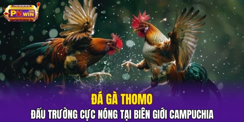 Đá Gà Thomo – Đấu Trường Cực Nóng Tại Biên Giới Campuchia